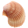 Shell icon